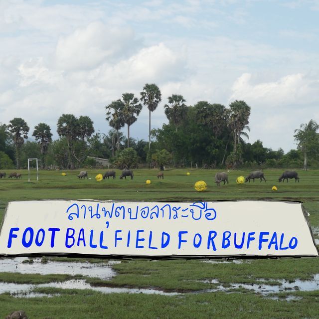 Bqafo-Football%20Field%20for%20Buffalo.jpg?noMark=true thailand Biennale