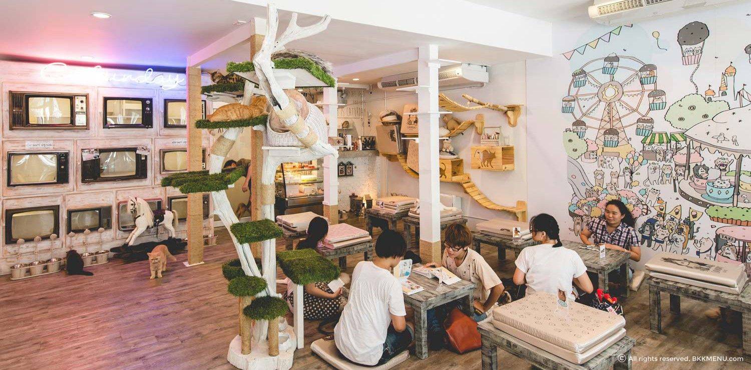To All the Cat  Lovers Visit 2 Cat  Cafes  in One Day 