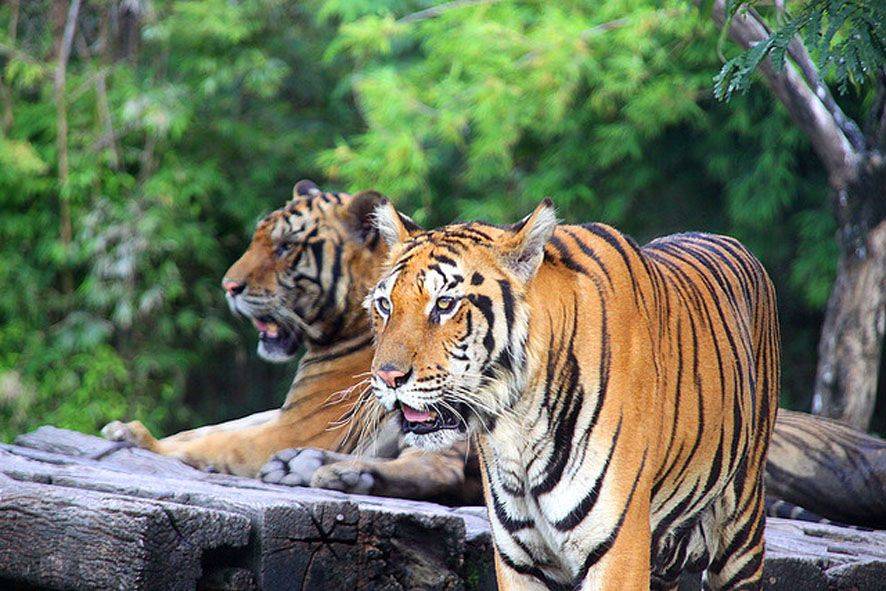 safari park open zoo bangkok
