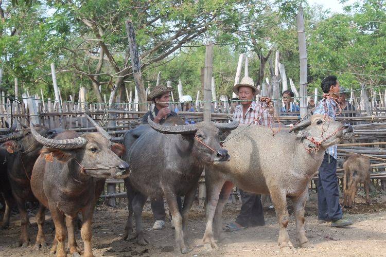 Chiangmai Countryside Flea Market Tour