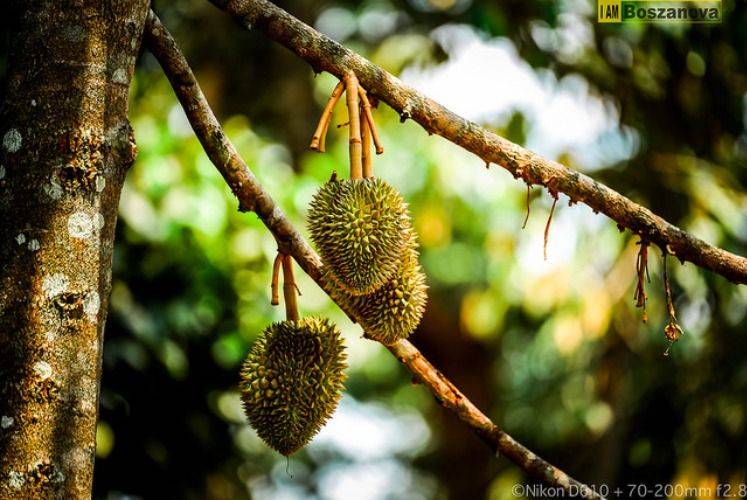 Munch munch and chill out at a Durian farm