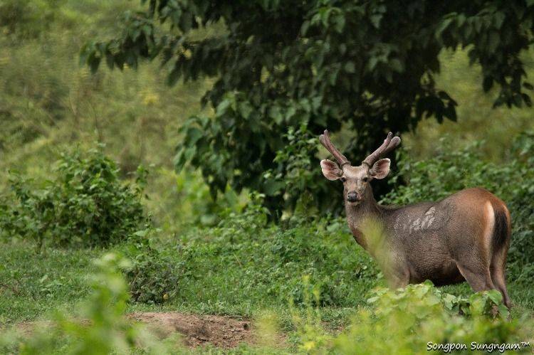 Exploring Wildlife's home & Getting to know Thai nature