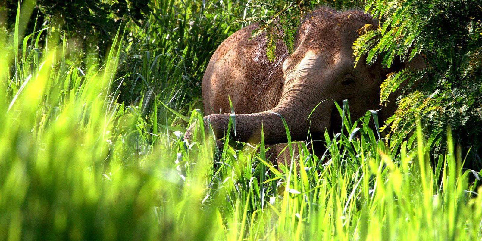 See Elephants and Wildlife On a Tour of Kui Buri National Park