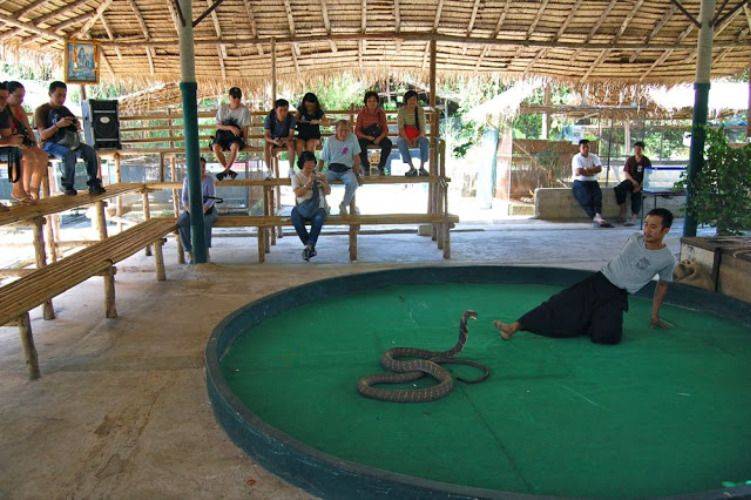 King Cobra Show and Exotic Animals Tour!