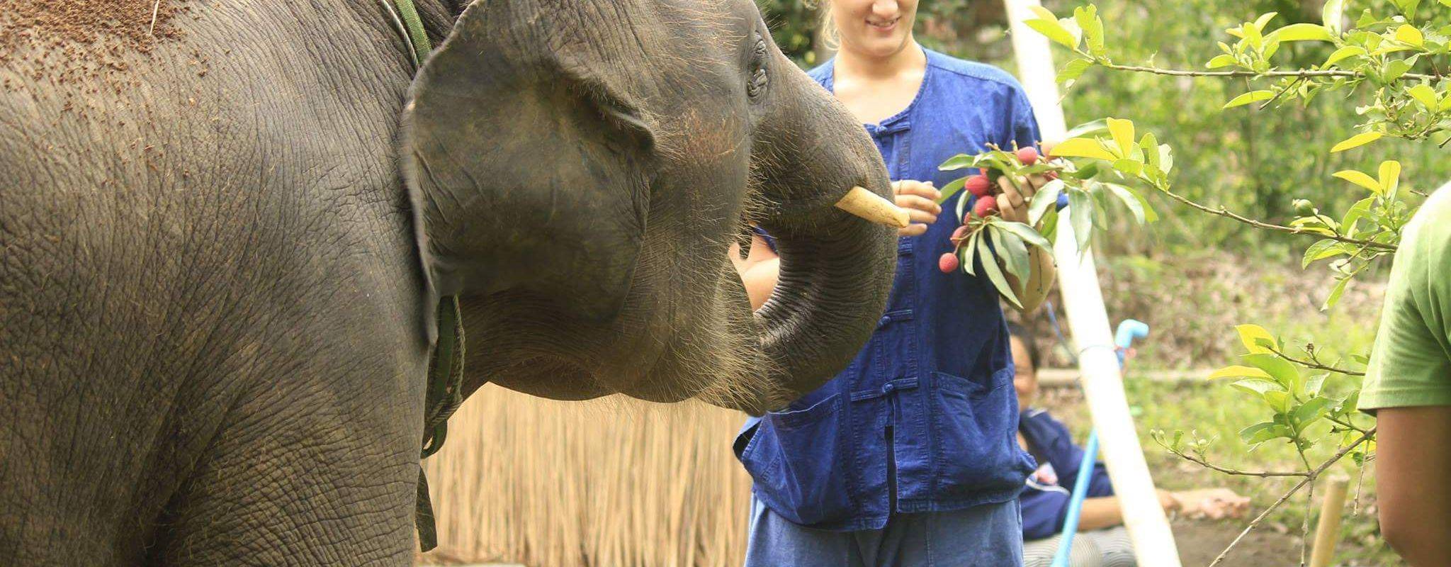 Good care elephants and climbing at sticky waterfall.