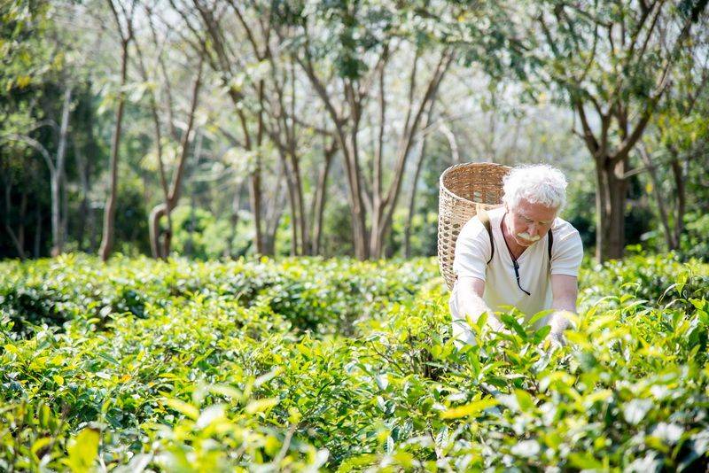Joined Tour: Araksa Tea Plantation and Lisu Hill Tribe Village Tour (Morning)