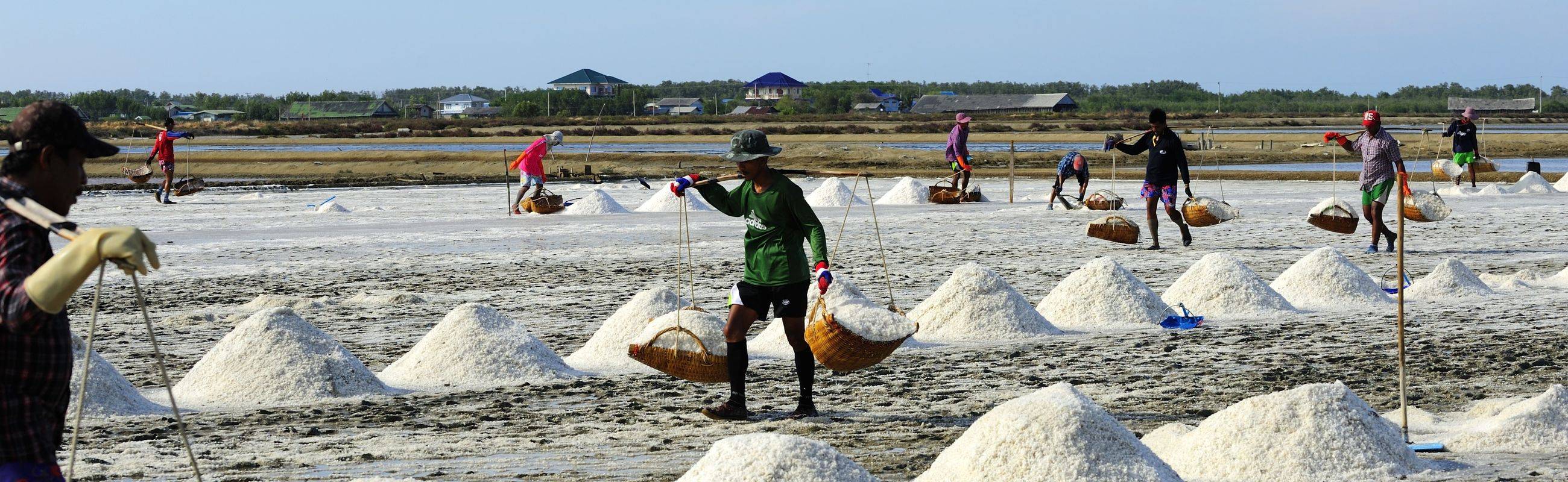 From Sea to Table : A Day as A Fisherman, Mangrove Forest & Salt Farm