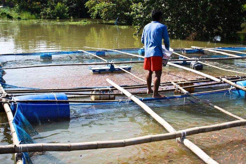 Seafood and fish farm