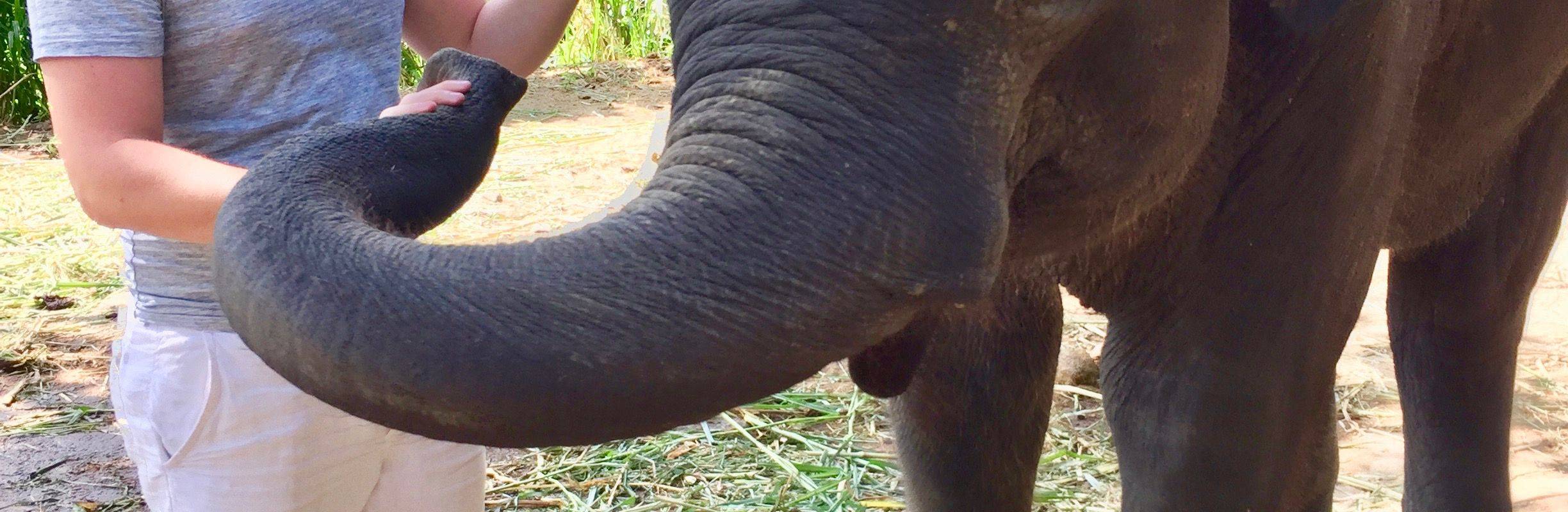 Tour a Local Elephant Camp in Chiang Mai, Visit a Karen Tribe's Village, and See The Thair Royal Project.