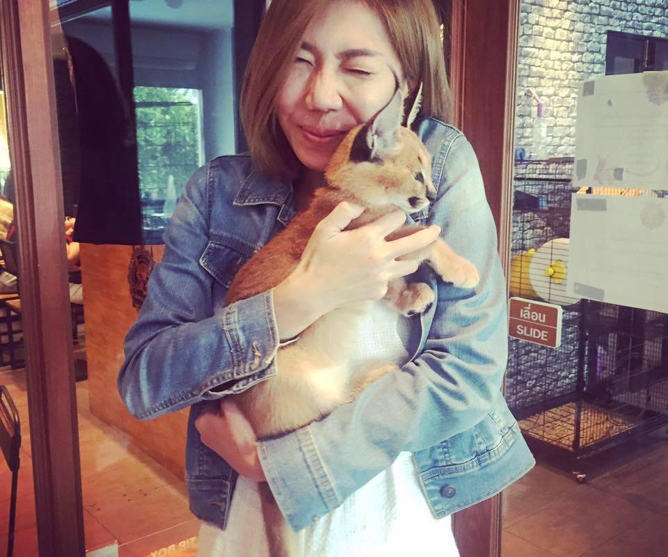 Cat Cafe Tour!