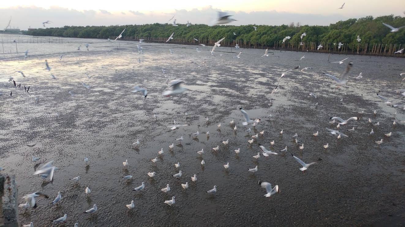 Observe Seagull at Sunset in Bang Pu & Visit Train Market Srinakarin
