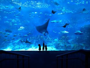 บัตรเข้าพิพิธภัณฑ์สัตว์น้ำ S.E.A. สิงคโปร์ ราคาพิเศษ (S.E.A. Aquarium Singapore)