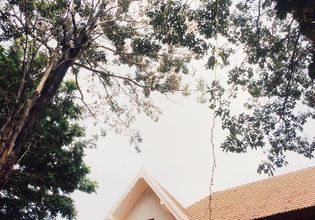 Green leaves here in Chulalongkorn Uni!