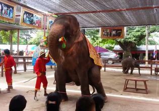 Hang out with Elephants in Ayutthaya