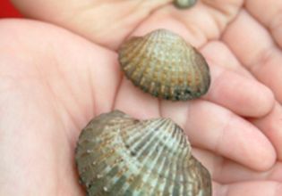 Experience Klong Khon on a Mangrove Forest Tour
