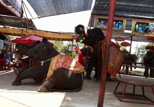 Hang out with Elephants in Ayutthaya