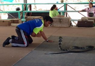 King Cobra Village