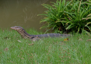 Monitor lizard