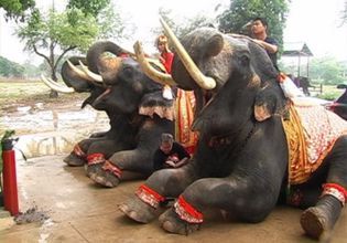 Hang out with Elephants in Ayutthaya