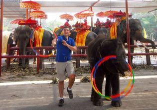 Hang out with Elephants in Ayutthaya