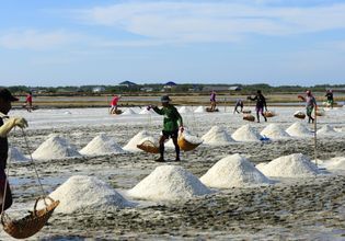 From Sea to Table : A Day as A Fisherman, Mangrove Forest & Salt Farm