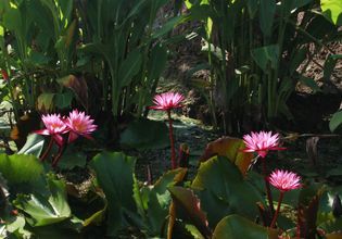 Visit Red Lotus Pond and Try Lotus Petal Snack