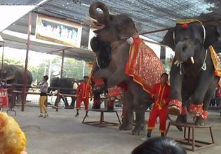 Hang out with Elephants in Ayutthaya