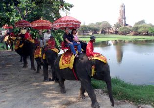 Hang out with Elephants in Ayutthaya
