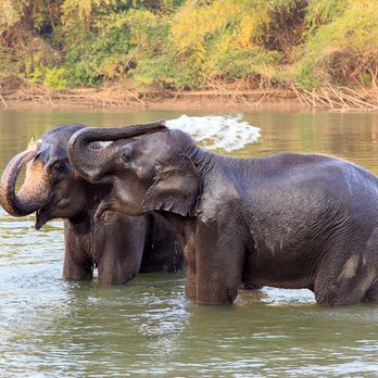 Ethical Elephant Sanctuary