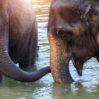Ethical Elephant Sanctuary