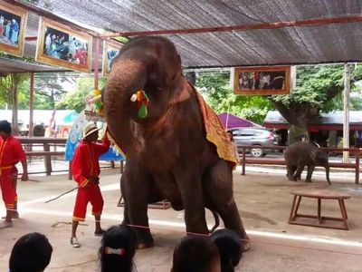 Hang out with Elephants in Ayutthaya