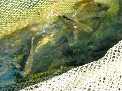 Seafood and fish farm