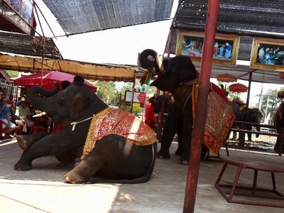 Hang out with Elephants in Ayutthaya