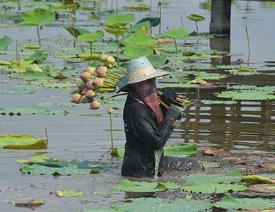 Lotus picking