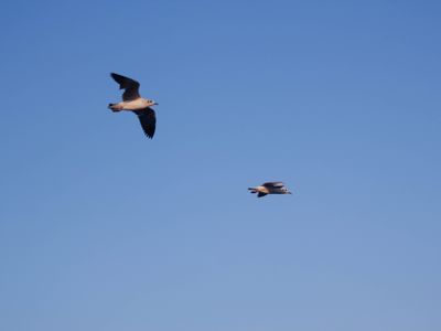 Take A Trip to Seagull Watching, Sothorn Temple and Historical Market (Chachoengsao City)