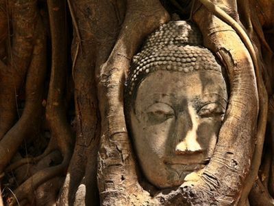 Hang out with Elephants in Ayutthaya