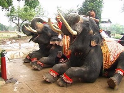 Hang out with Elephants in Ayutthaya
