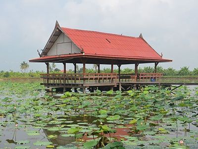 Lotus farm