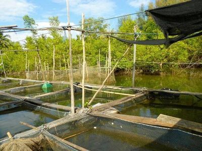 Seafood and fish farm