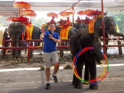 Hang out with Elephants in Ayutthaya