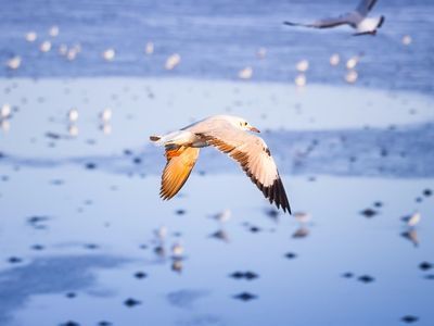 Take A Trip to Seagull Watching, Sothorn Temple and Historical Market (Chachoengsao City)