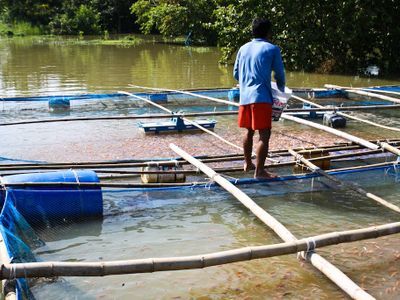 Seafood and fish farm