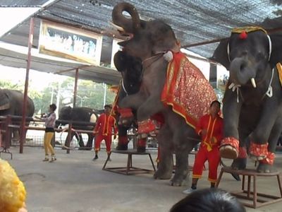 Hang out with Elephants in Ayutthaya