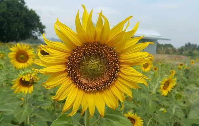 See Thailand’s Fields of Gold